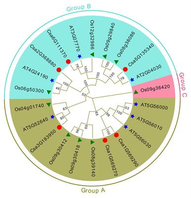 Genome-Wide Characterization of HSP90 Gene Family in Cucumber and Their Potential Roles in Response to Abiotic and Biotic Stresses